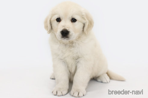 成約済の神奈川県のゴールデンレトリーバー-315952の1枚目